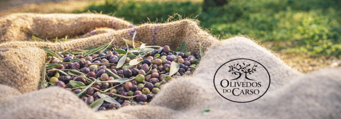 The Limestone Tapestry: Olive oil and the eco-cultural landscape of the Serras d’Aire e Candeeiros in Portugal
