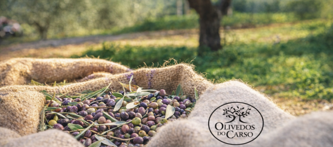 The Limestone Tapestry: Olive oil and the eco-cultural landscape of the Serras d’Aire e Candeeiros in Portugal